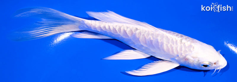 6" ARAGOKE PLATINUM OGON BUTTERFLY