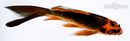 5.25" ORENJI MATSUBA BUTTERFLY
