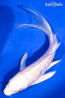 6" ARAGOKE PLATINUM OGON BUTTERFLY