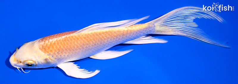 6.25" YAMABUKI OGON BUTTERFLY