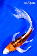7.75" DOITSU KUJAKU BUTTERFLY