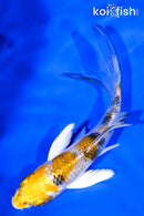 4.25" YAMATO NISHIKI BUTTERFLY