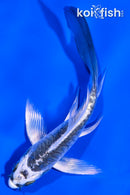 4.25" KIKOKURYU BUTTERFLY
