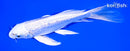 7.25" GINRIN PLATINUM OGON BUTTERFLY