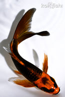 5.25" ORENJI MATSUBA BUTTERFLY