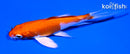 4.5" HARIWAKE BUTTERFLY