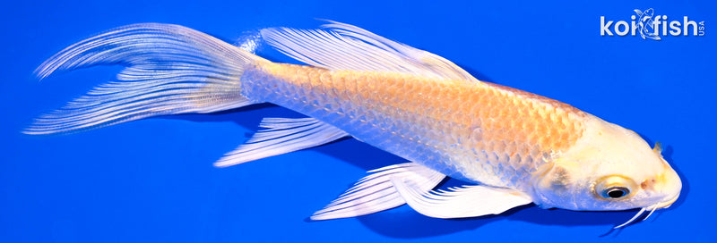 6.25" YAMABUKI OGON BUTTERFLY