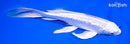 7.25" GINRIN PLATINUM OGON BUTTERFLY