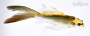 5.75" KI MATSUBA BUTTERFLY