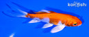 4.5" HARIWAKE BUTTERFLY