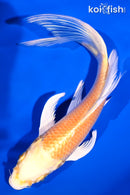 6.25" YAMABUKI OGON BUTTERFLY