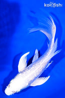 7.25" GINRIN PLATINUM OGON BUTTERFLY