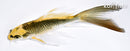 5.75" KI MATSUBA BUTTERFLY
