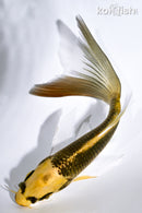 5.75" KI MATSUBA BUTTERFLY