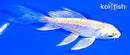 4.5" DOITSU LEMON HARIWAKE BUTTERFLY