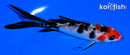 5" KUCHIBENI SANKE BUTTERFLY
