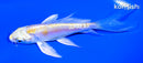 4.5" DOITSU LEMON HARIWAKE BUTTERFLY