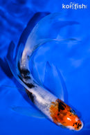 5.75" SANKE BUTTERFLY