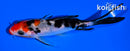 5" KUCHIBENI SANKE BUTTERFLY