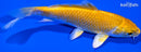 4.5" YAMABUKI OGON