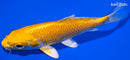 4.5" YAMABUKI OGON