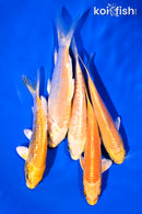 PACK OF (5) 4-5" YAMABUKI OGON KOI