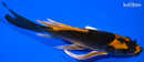 5.75" KIN ORENJI MATSUBA BUTTERFLY