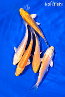 PACK OF (5) 4-5" YAMABUKI OGON KOI