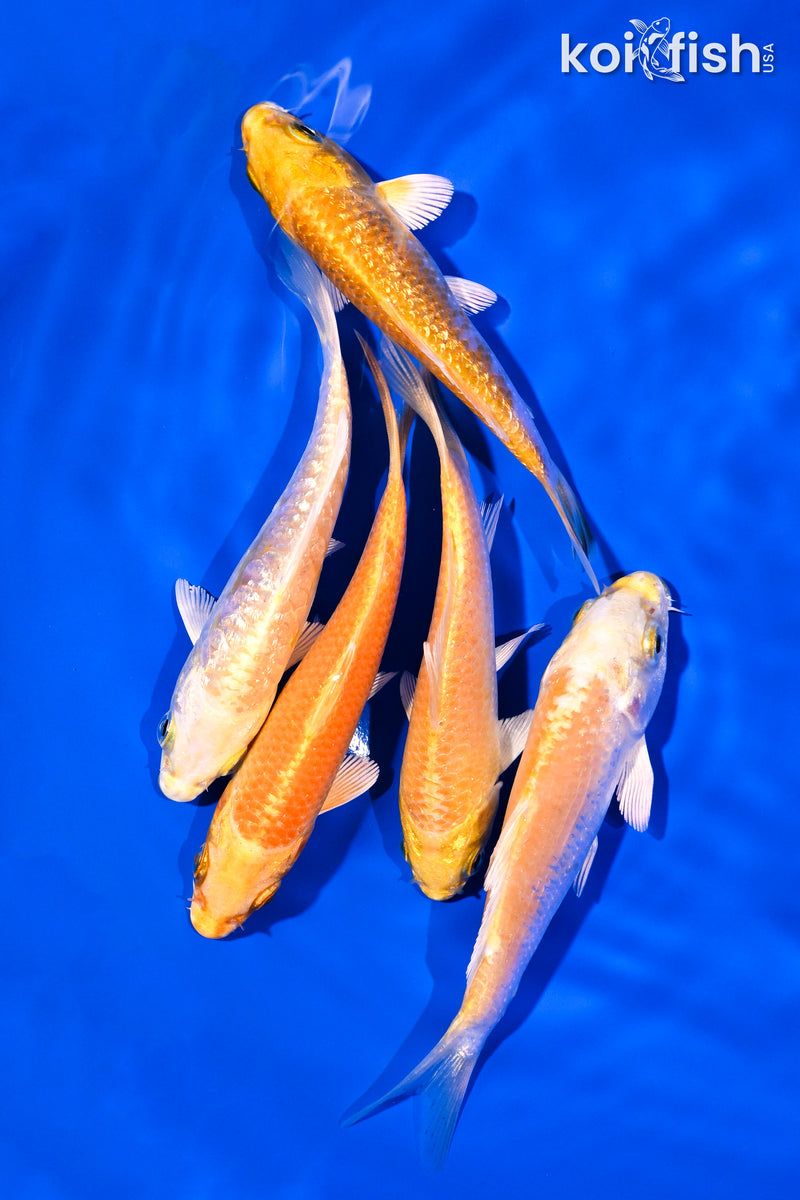 PACK OF (5) 4-5" YAMABUKI OGON KOI