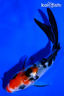 5" KUCHIBENI SANKE BUTTERFLY