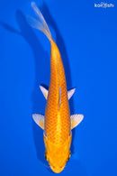 4.5" YAMABUKI OGON