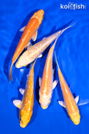 PACK OF (5) 4-5" YAMABUKI OGON KOI