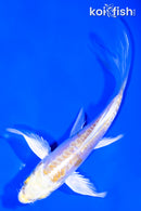 4.5" DOITSU LEMON HARIWAKE BUTTERFLY