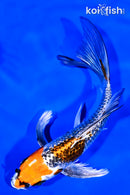 7" GINRIN KUJAKU BUTTERFLY