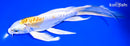 8.25" DOITSU LEMON HARIWAKE BUTTERFLY