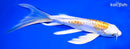 8.25" DOITSU LEMON HARIWAKE BUTTERFLY