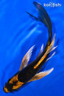 5.75" KIN ORENJI MATSUBA BUTTERFLY