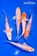 PACK OF (5) 4-5" STANDARD KOI