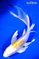8.25" DOITSU LEMON HARIWAKE BUTTERFLY