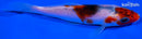 4.75" GOROMO