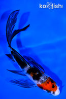 4.5" SANKE BUTTERFLY