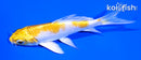 4" LEMON HARIWAKE BUTTERFLY