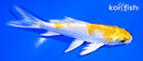 4" LEMON HARIWAKE BUTTERFLY