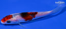4.75" GOROMO