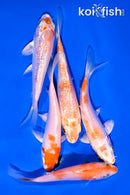 PACK OF (5) 4-5" STANDARD KOI