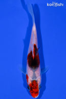 4.75" GOROMO