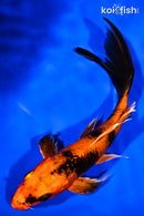 7" KIN HI UTSURI BUTTERFLY