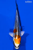 4.5" KUJAKU