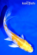 4" LEMON HARIWAKE BUTTERFLY