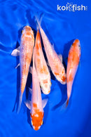 PACK OF (5) 4-5" STANDARD KOI